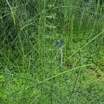 Equisetum × schaffneri Habit