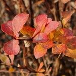 Berberis thunbergii Folla