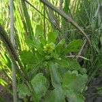 Ranunculus sceleratus Blodyn