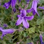 Campanula portenschlagianaFlower