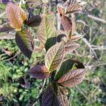 Cotoneaster bullatus 葉