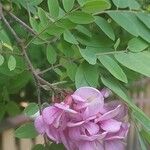 Robinia hispida Corteza