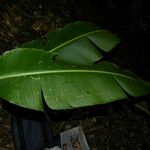 Heliconia secunda Leaf