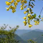 Laburnum anagyroides Fleur