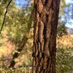 Melaleuca styphelioides Schors