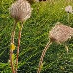 Geum montanum Floare