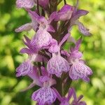 Dactylorhiza elataFlower