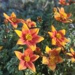 Bidens triplinervia Flor