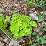 Oxalis dillenii Leaf