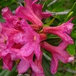 Rhododendron ferrugineum Blodyn