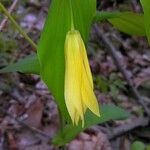 Uvularia perfoliata Λουλούδι