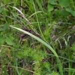 Carex flacca Blomst