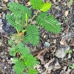 Chamaecrista fasciculata Blatt