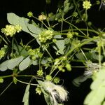 Zapoteca formosa Hábito