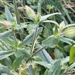 Silene latifolia Leaf