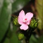 Pavonia schiedeana Цветок