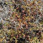 Sarcopoterium spinosum Likasa
