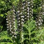 Acanthus spinosusFlor