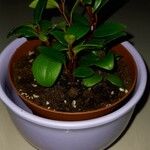 Peperomia glabella 整株植物