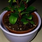 Peperomia glabella Hábito