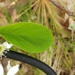 Aronia melanocarpa List