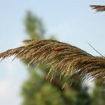 Arundo micrantha Blodyn