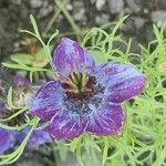 Nigella papillosa