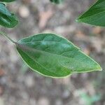 Hibiscus boryanus Blad