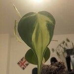 Philodendron cordatumLeaf