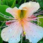 Capparis spinosa Blomma