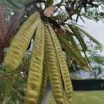 Leucaena leucocephalaDeilen