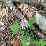 Cardamine chelidonia 花