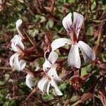 Pelargonium odoratissimum Blüte