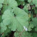 Pelargonium mossambicense Leaf