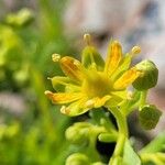 Saxifraga aizoidesŽiedas