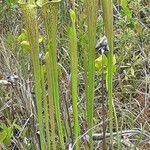 Sarracenia rubra Levél