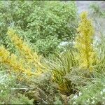 Aciphylla horrida Habit