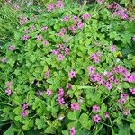 Oxalis articulata عادت