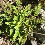 Woodsia ilvensis Folha