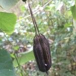 Aristolochia elegans Plod