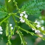 Verbena urticifolia Цвят