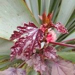 Hibiscus acetosella Folha