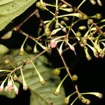 Ardisia auriculata Frugt