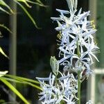 Camassia leichtlinii Flower