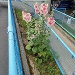 Alcea rosea 花