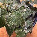 Hedera algeriensisЛист