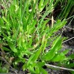 Cotula coronopifolia Blatt