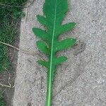 Cirsium oleraceumपत्ता