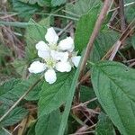 Rubus canescens Flor