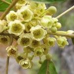 Elaeocarpus tremulus Blüte